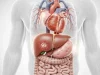 A Complete Guide to Organ Damage in Thalassemia Organ Damage in Thalassemia